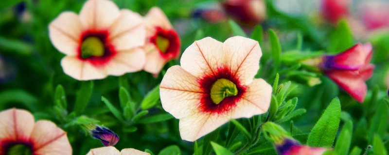 为什么种的牵牛花苗会倒 牵牛花苗要打顶吗