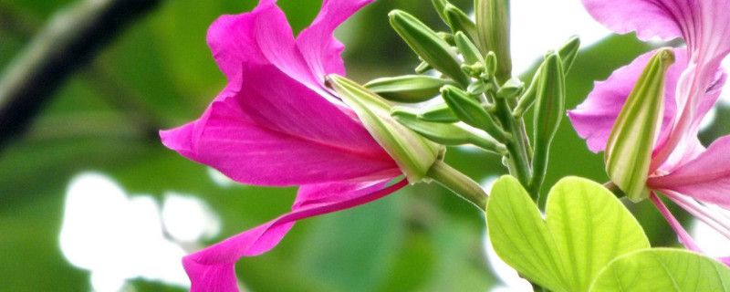 紫荆花的枝条可以扦插吗（紫荆花开花时能扦插繁殖方法）