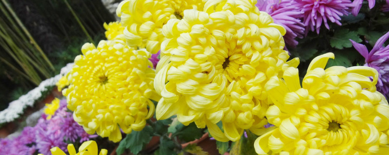 水培菊花怎么出根（水培菊花怎么养）