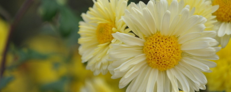 雏菊有多少片花瓣(雏菊少一个花瓣)