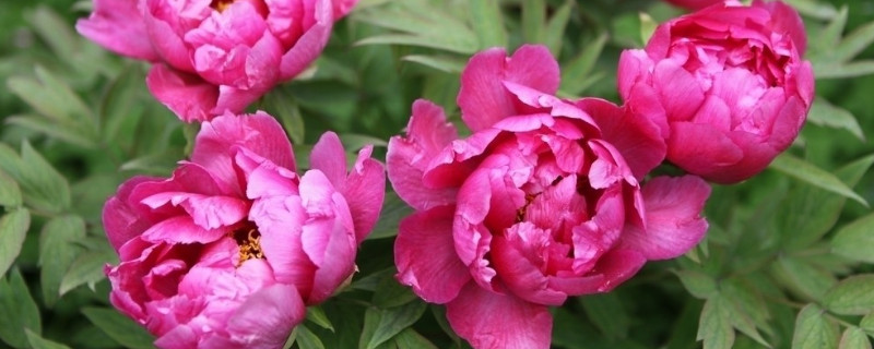 牡丹冬天怎么养护 牡丹冬天如何养护