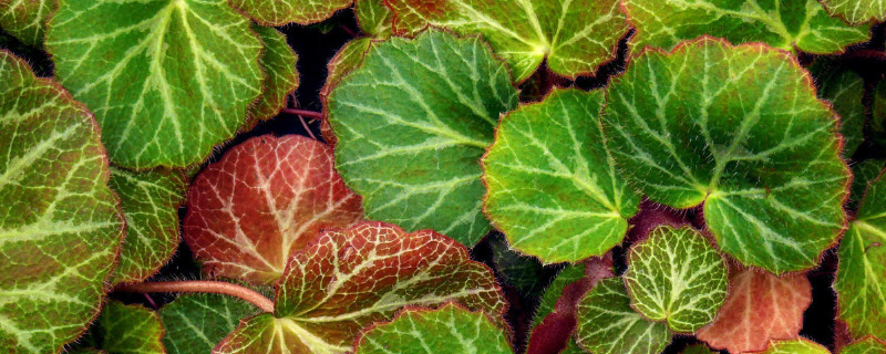 虎耳草的养殖方法和注意事项 虎耳草 盆栽养殖方法和注意事项