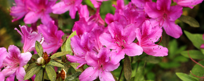 杜鹃花的花开的小怎么回事 杜鹃花花开的小是什么原因