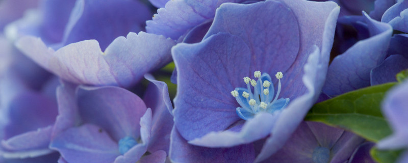 绣球叶子卷曲发焦可以活吗 绣球叶子卷曲发焦变黑有救吗