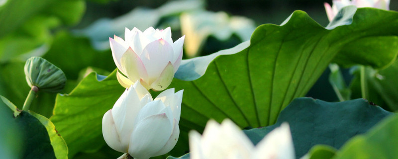 盆栽荷花的上盆步骤(盆景荷花种植方法)