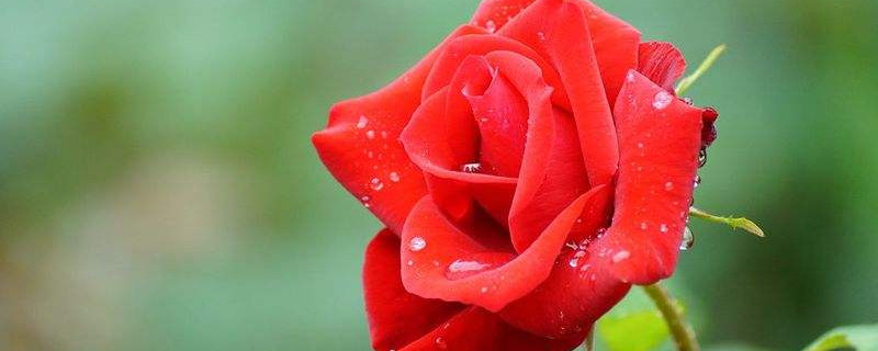 玫瑰花如何醒花（玫瑰花如何醒花最简单的办法）