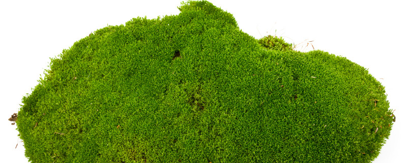 青苔怎么养才茂盛（青苔怎样养殖更茂盛）