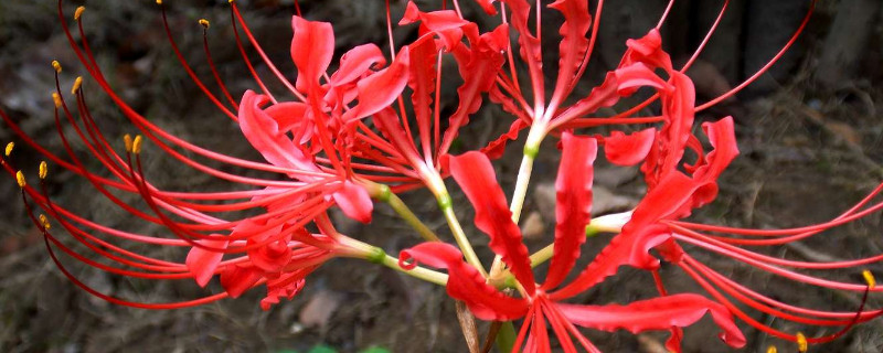 彼岸花怎么反复养（养彼岸花需要注意什么）