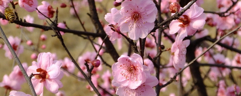 桃花在什么天开放（桃花开是什么季节）