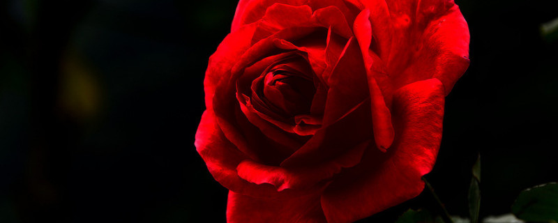 玫瑰不开花怎么处理 鲜切玫瑰不开花怎么处理