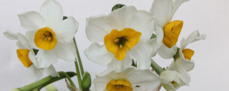 水仙出花苞到开花要多长时间 水仙花要多久才开花