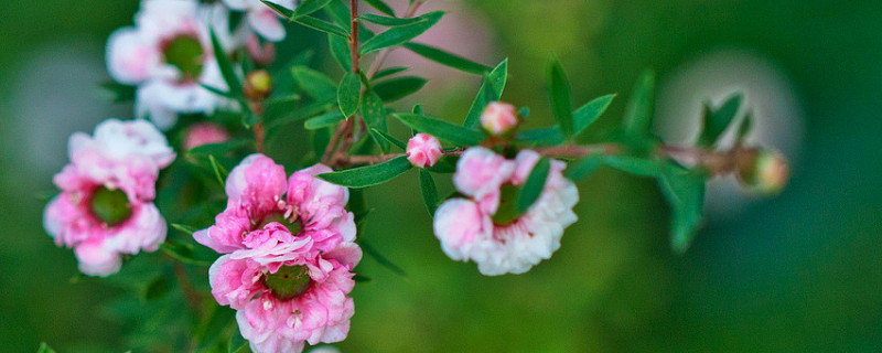 松红梅适合家里养吗 家里养松红梅好吗