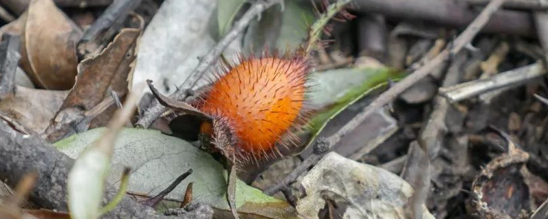 金樱子嫁接月季有什么好处(金樱子和月季的区别)