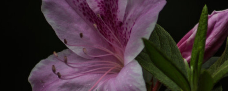 杜鹃花盆景冬天怎么过（盆栽杜鹃怎样过冬）