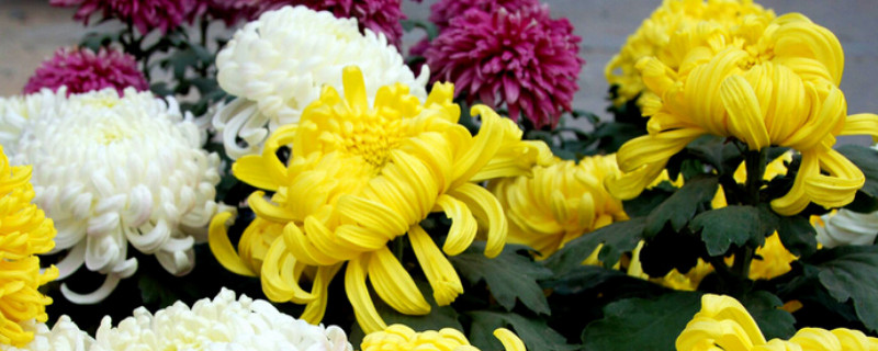 菊花变黄了怎么回事 菊花变黄了是什么原因