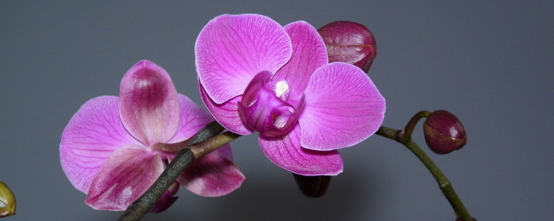 蝴蝶兰加湿方法 怎么用加湿器给蝴蝶兰加湿