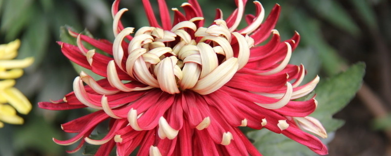 菊花在开花的时候可以施肥吗 菊花开了还需要施肥吗