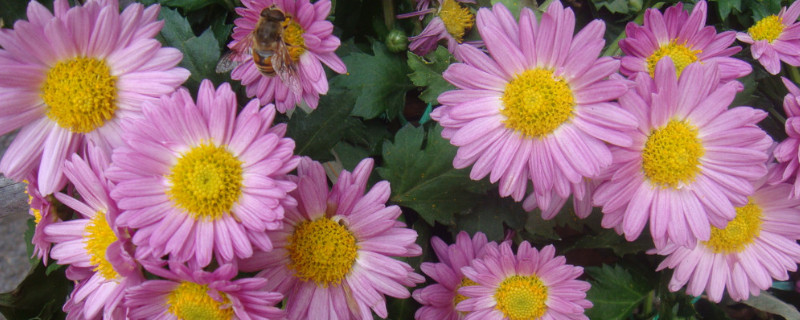 雏菊多久开花 雏菊多久开一次花