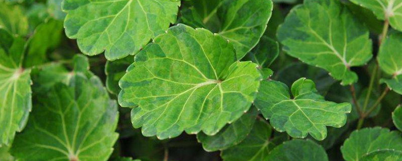 圆叶南洋参的养殖方法 圆叶南洋参功效