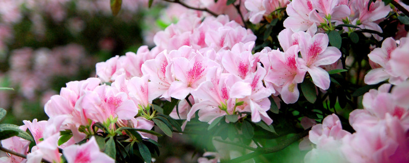 杜鹃花夏天怎么管理（杜鹃花夏天怎样管理）