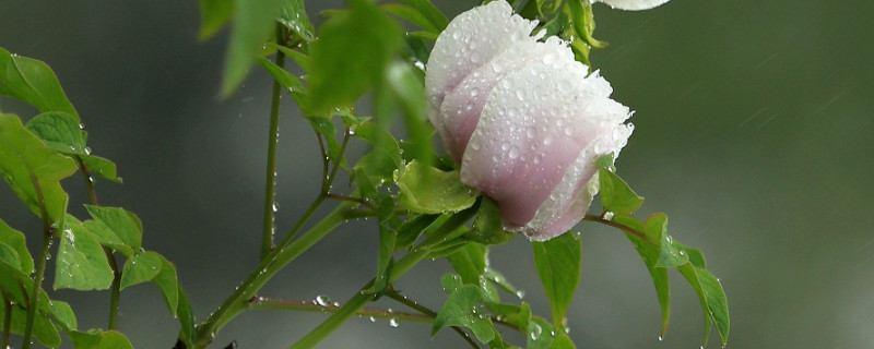 新栽的牡丹花怎么过冬（牡丹花怎么过冬天）