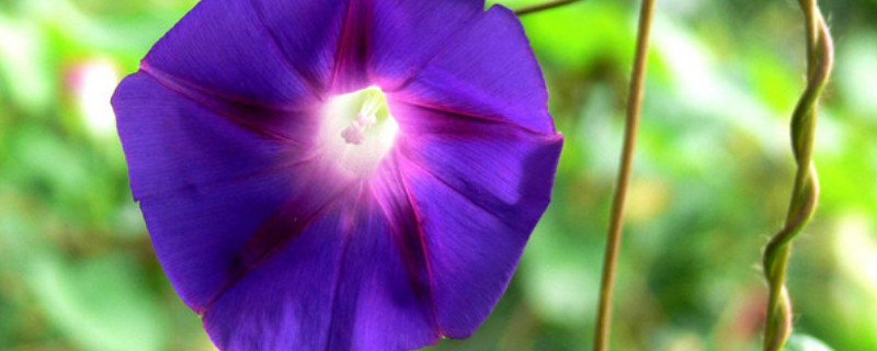 牵牛花能在阳台上种么 阳台种牵牛花用什么花盆