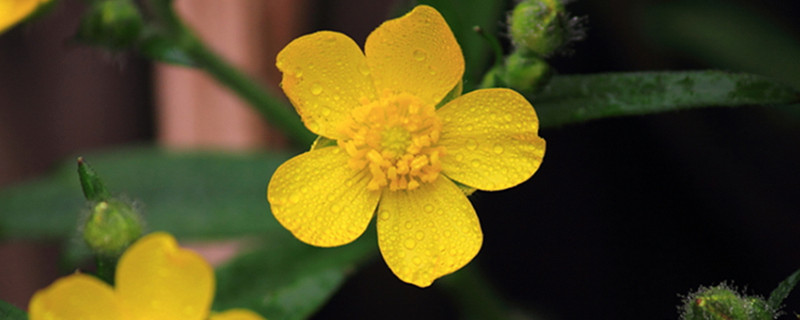 迎春花会自己繁殖吗(迎春花现在能移栽吗)