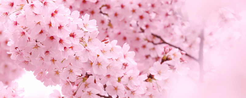 樱花什么时候凋谢(南京鸡鸣寺樱花什么时候凋谢)