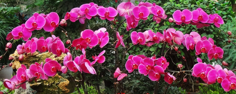 蝴蝶兰水培容易养还是土培（蝴蝶兰适合水培还是土培）