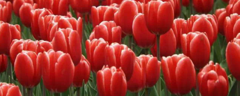 郁金香要多久才发芽（郁金香要多久才发芽开花）