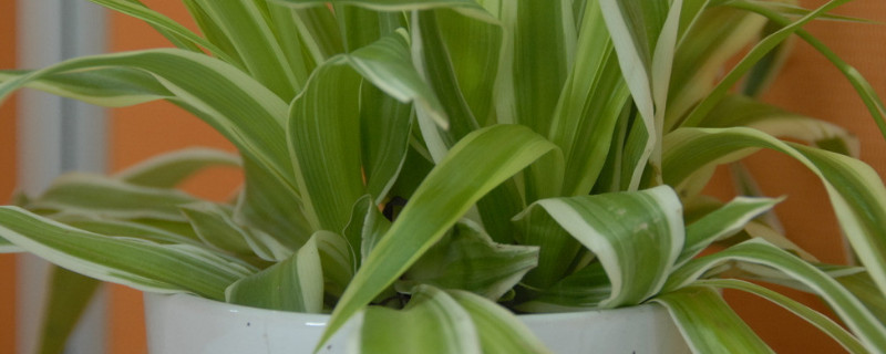 吊兰如何快速抽藤 吊兰抽藤了用不用剪掉