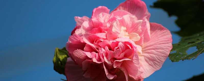 芙蓉花的香味是怎样的 芙蓉花的香味怎么形容