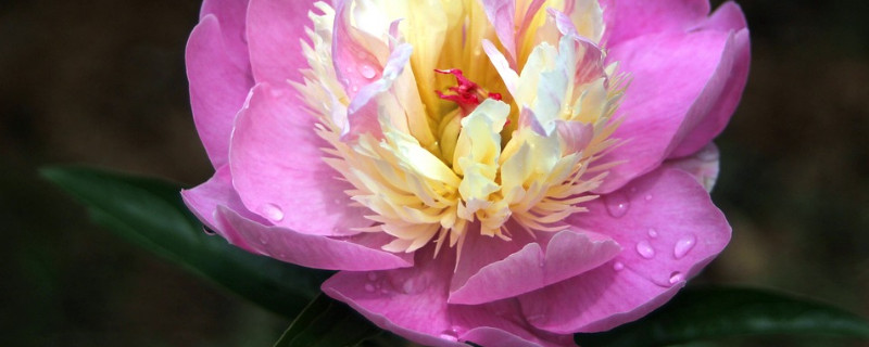 盆栽芍药需什么土 芍药种植用什么土