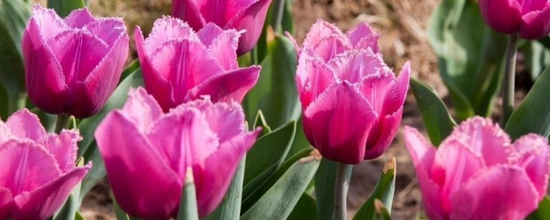 郁金香适宜深盆还是浅盆(郁金香用浅盆种可以吗)