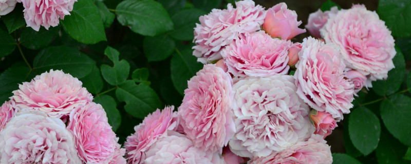 月季花冬天开花吗(月季花是不是冬天开的)