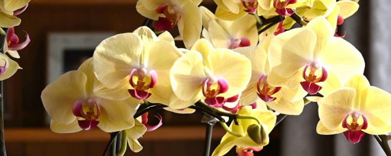 水苔种蝴蝶兰怎样浇水 用水苔养蝴蝶兰怎么浇水