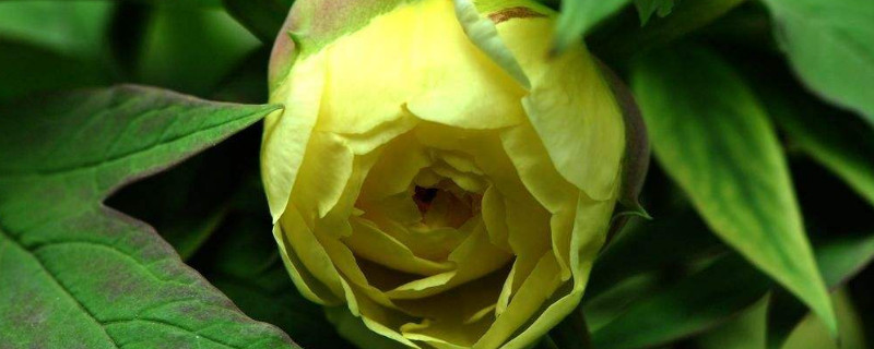 牡丹花夏天发芽吗(牡丹花夏天开花吗)