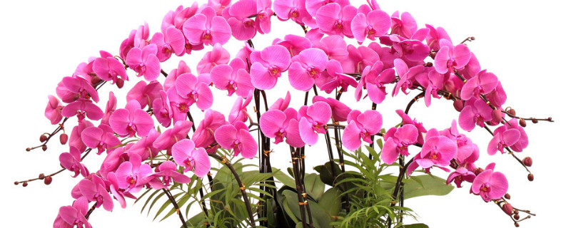 蝴蝶兰花苞为什么干瘪掉（蝴蝶兰花苞干瘪什么原因）