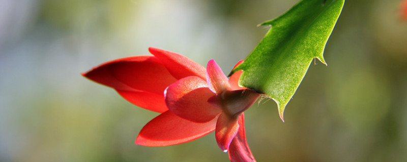 蟹爪兰春天的养殖方法和注意事项(蟹爪兰的秋季养殖方法和注意事项)