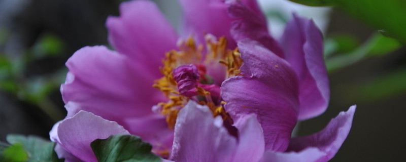 冬天牡丹花怎么上盆（冬季盆栽牡丹花怎么养）