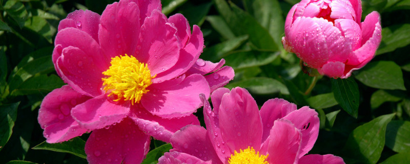 芍药花期多长 芍药花花期多长