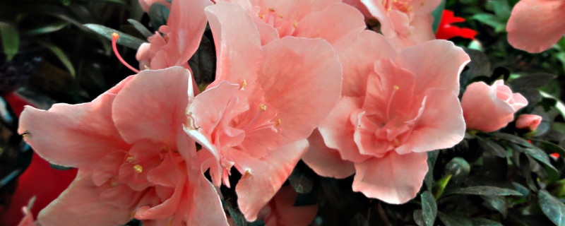 杜鹃花看叶子状况浇水方法（杜鹃花什么情况下浇水）