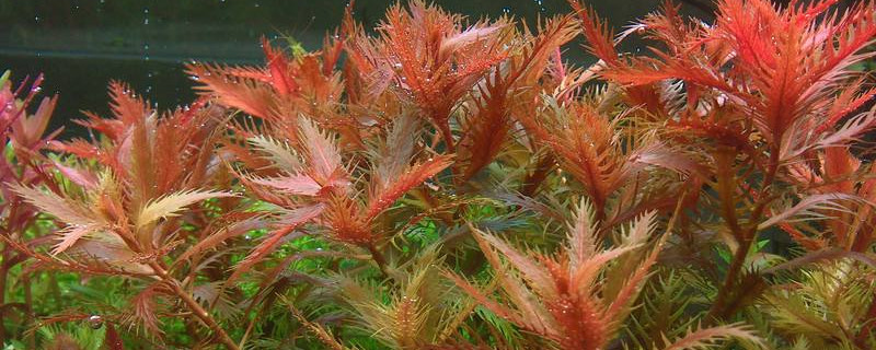 红波水草好养吗（红波水草好养活吗）