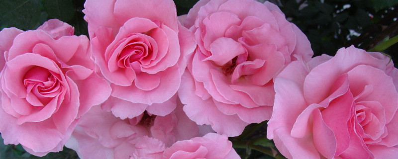 月季花怎么嫁接(月季花怎么嫁接成活率高视频)