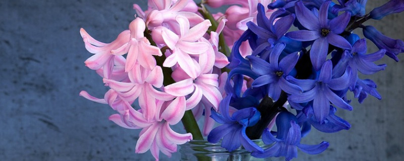 风信子秋天怎么养(风信子秋天可以种吗)