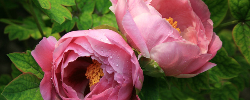 芍药花怎么繁殖 芍药花如何繁殖
