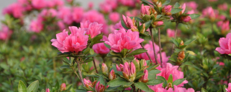 杜鹃花怎么突然死了 杜鹃花快要死了