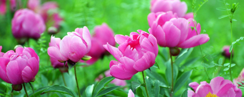 芍药花什么时候开花(霍林河芍药花什么时候开花)