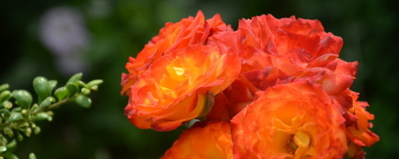 爬藤月季冬天怎么过冬 爬藤月季秋冬怎么养