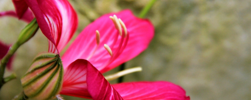 草本紫荆花怎么种植 紫荆花盆栽